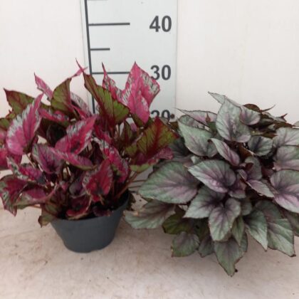 Begonia belaef vaso 17