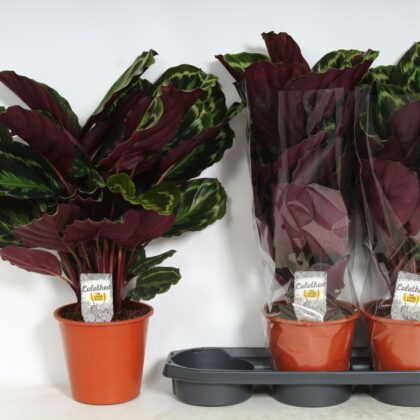 Calathea medaglione vaso 19
