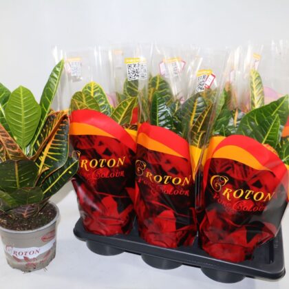 Croton vaso 17 olanda