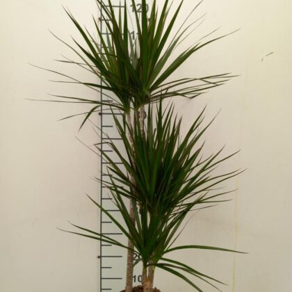 Dracena marginata vaso 21