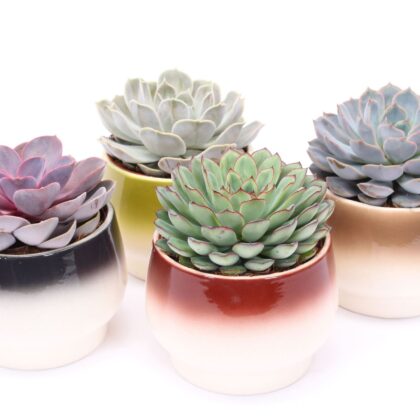 Echeveria mista in ceramica come da foto cassette da 4