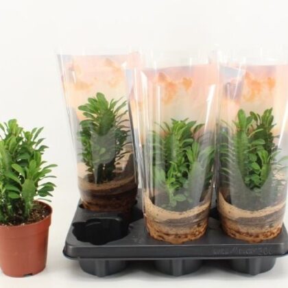 Euphorbia trigona vaso 12