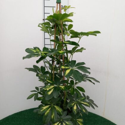 Schefflera gold cappella vaso 21
