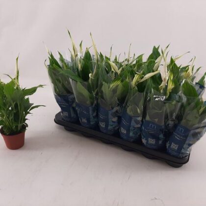 Spathiphyllum chopin vaso 9 cassette da 18