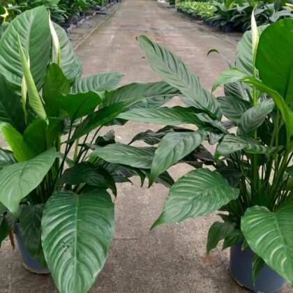 Spathiphyllum vaso 21