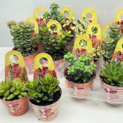 Succulenti misti vaso 8 con espositore