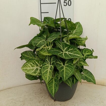 Syngonium arrow vaso 20 in basket