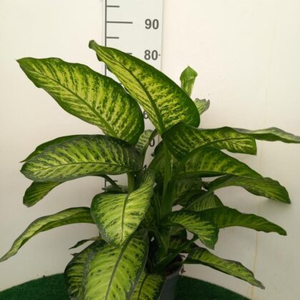 Dieffenbachia tropic vaso 24 (3 piante)