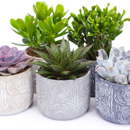 Succulenti misti vaso 14 in ceramica cassette da 5