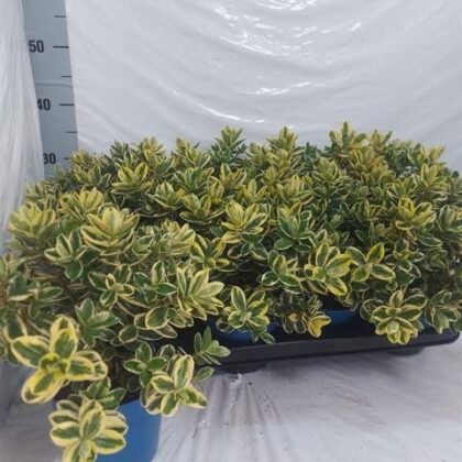 Hebetopiaria vaso 14 cassette da 8