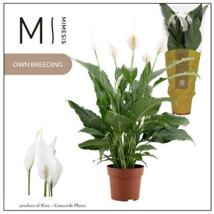 Spathiphyllum sweet chico vaso 13 mimesis